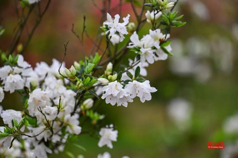 福州杜鹃花海，红了！记者 池远 摄