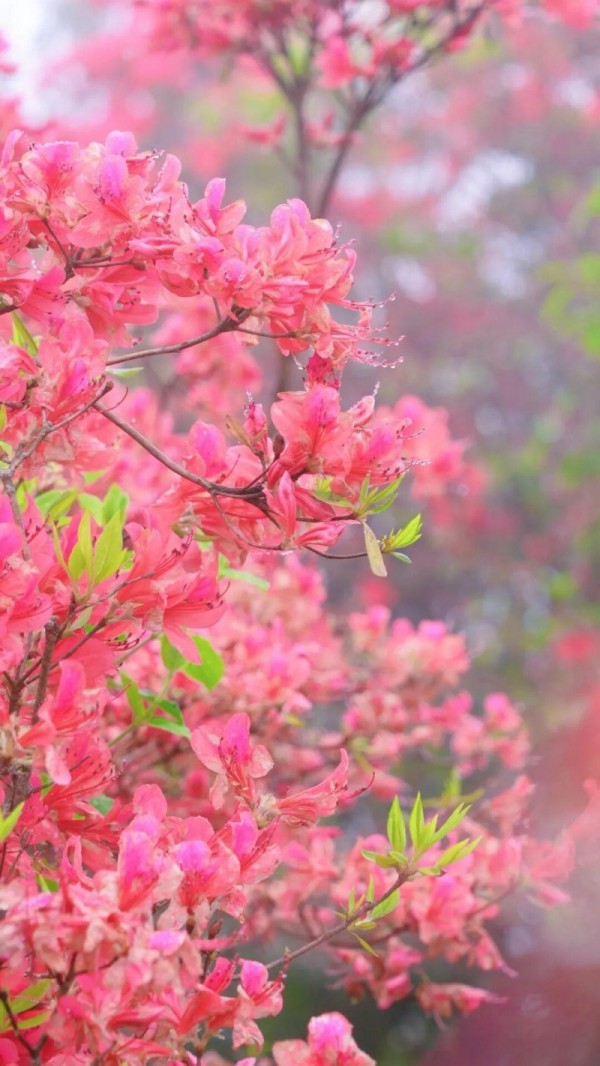 闽侯鸿尾、大湖罗汉台以及罗源碧里四季杜鹃谷的山野间，已被漫山遍野的杜鹃花点燃。记者 池远 摄