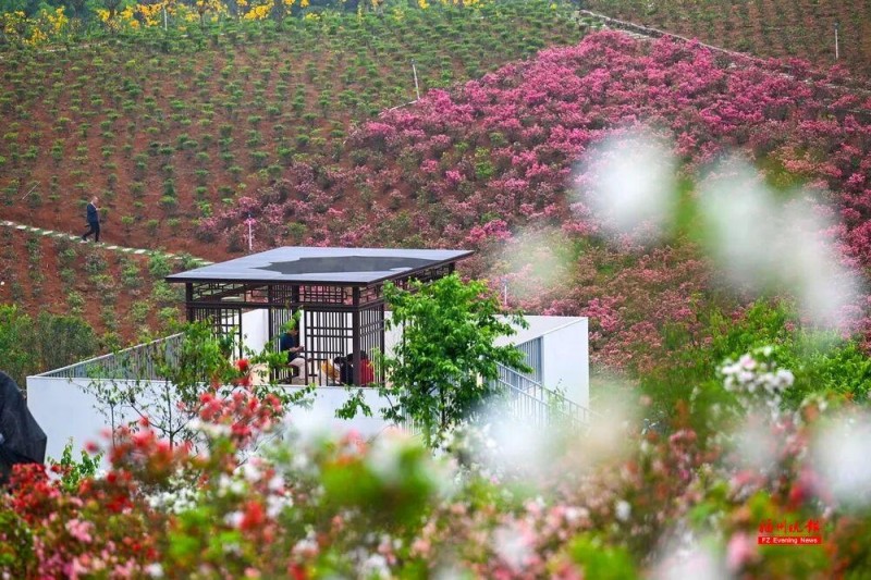 福州杜鹃花海，红了！记者 池远 摄