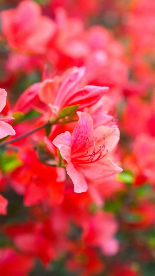 闽侯鸿尾、大湖罗汉台以及罗源碧里四季杜鹃谷的山野间，已被漫山遍野的杜鹃花点燃。记者 池远 摄