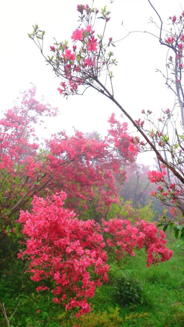 闽侯鸿尾、大湖罗汉台以及罗源碧里四季杜鹃谷的山野间，已被漫山遍野的杜鹃花点燃。记者 池远 摄