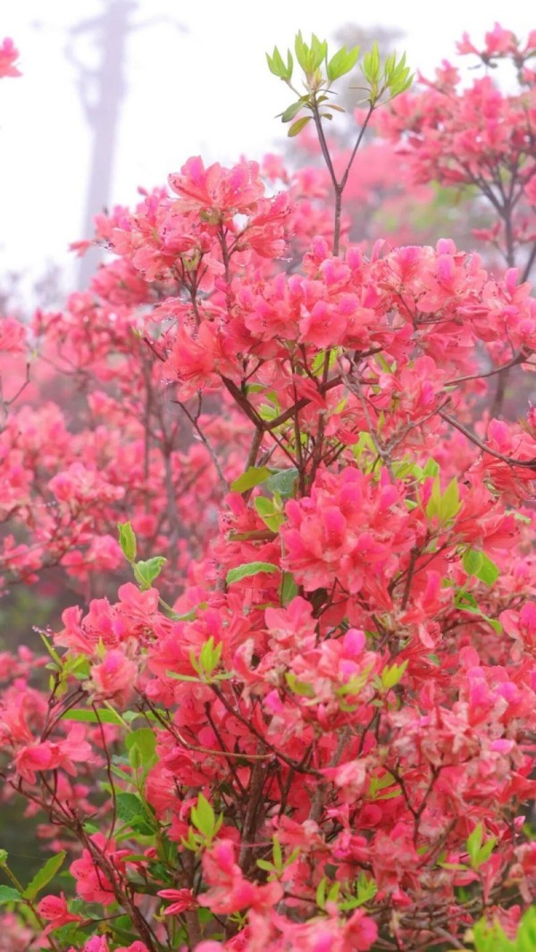 624584_49a1b291-007f-4闽侯鸿尾、大湖罗汉台以及罗源碧里四季杜鹃谷的山野间，已被漫山遍野的杜鹃花点燃。记者 池远 摄e68-bc1e-9afe279183f4