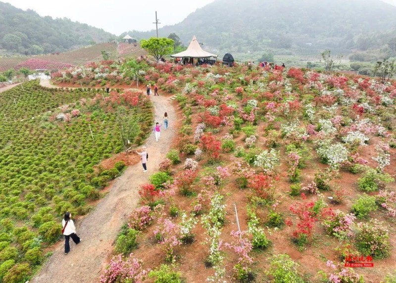闽侯鸿尾、大湖罗汉台以及罗源碧里四季杜鹃谷的山野间，已被漫山遍野的杜鹃花点燃。记者 池远 摄