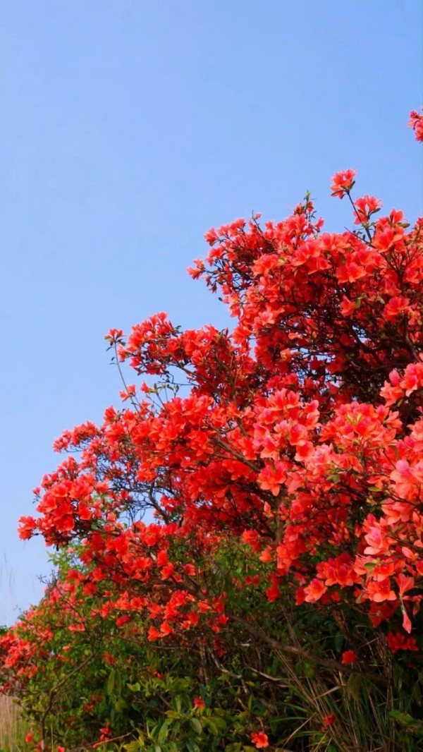 闽侯鸿尾、大湖罗汉台以及罗源碧里四季杜鹃谷的山野间，已被漫山遍野的杜鹃花点燃。记者 池远 摄