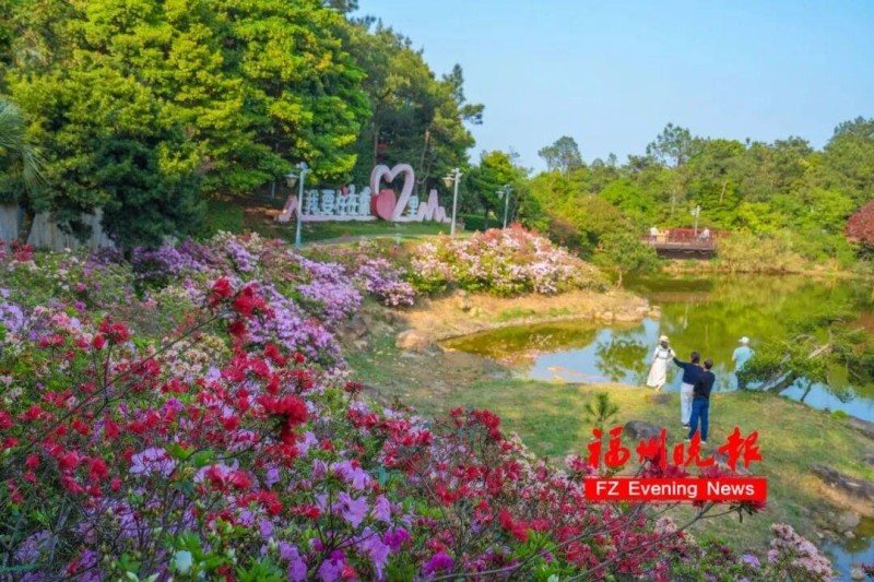 福州杜鹃花海，红了！记者 池远 摄