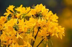 太美了！福州杜鵑花海，紅了！