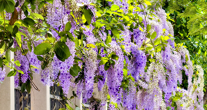 福建厦门：蓝花藤迎盛花期 “花瀑”绵延数十米