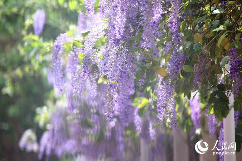 阳光下的蓝花藤光影斑驳，宛如为围墙披上紫纱。人民网记者 陈博 摄