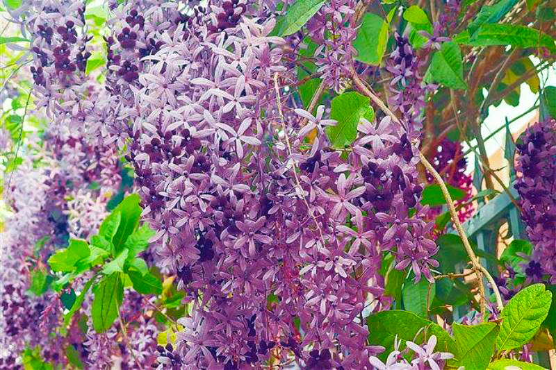 厦门莲花中学盈翠校区的蓝花藤紫色花穗如瀑布般垂落。