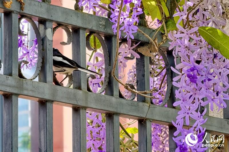 小鸟穿梭于花串之间。人民网记者 陈博 摄