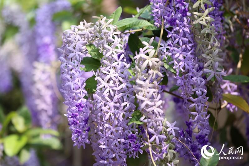 深浅交织的蓝花藤绵延数十米。人民网记者 陈博 摄