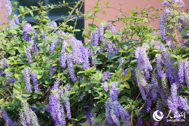 蓝紫色的蓝花藤与校园红墙相映成趣。人民网记者 陈博 摄