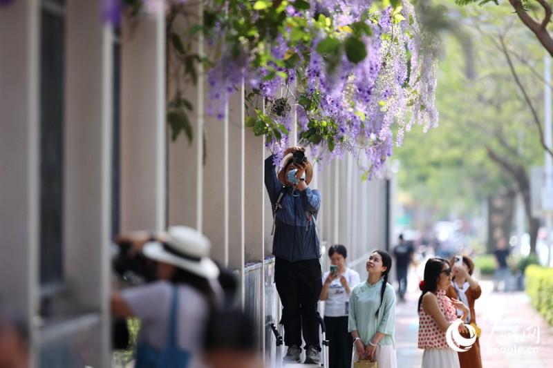盛开的蓝花藤引得不少市民游客拍照打卡。人民网记者 陈博 摄