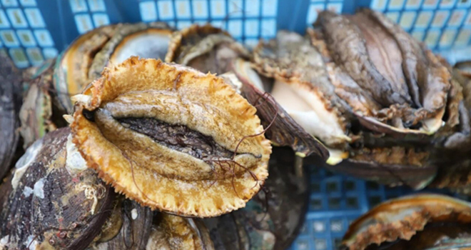 福建连江→山东荣成，鲍鱼北上度夏