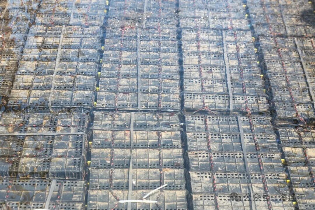 活水运输船上的鲍鱼笼。