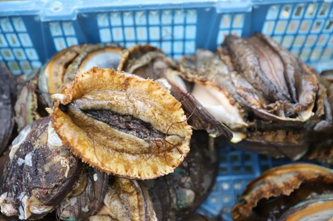 连江鲍鱼（资料图）