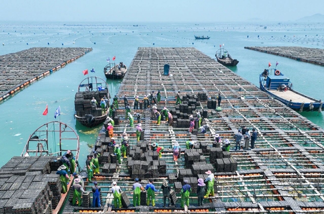 得益于“南北对养”，海洋“软黄金”正加速“游”入寻常百姓的餐桌。