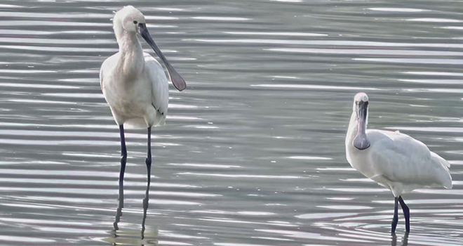 宁德东湖湿地迎来“鸟中大熊猫”黑脸琶鹭