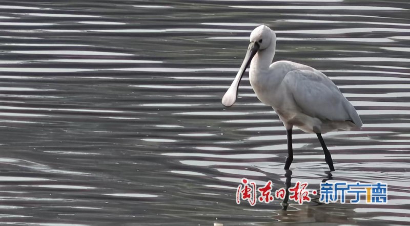 近日，宁德东湖湿地迎来一批“稀客”——多只黑脸琵鹭在此栖息、觅食。