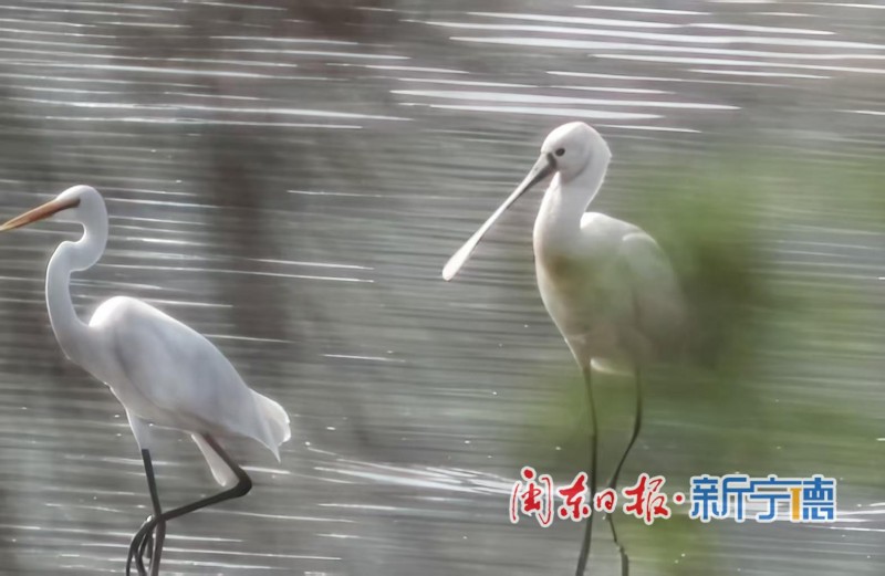 近日，宁德东湖湿地迎来一批“稀客”——多只黑脸琵鹭在此栖息、觅食。