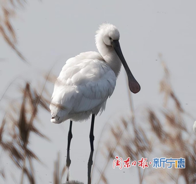 近日，宁德东湖湿地迎来一批“稀客”——多只黑脸琵鹭在此栖息、觅食。