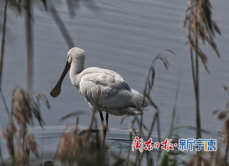 近日，宁德东湖湿地迎来一批“稀客”——多只黑脸琵鹭在此栖息、觅食。
