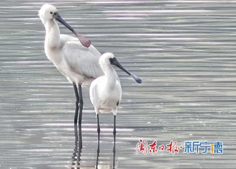 近日，宁德东湖湿地迎来一批“稀客”——多只黑脸琵鹭在此栖息、觅食。