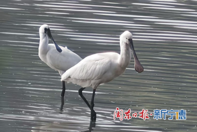 近日，宁德东湖湿地迎来一批“稀客”——多只黑脸琵鹭在此栖息、觅食。