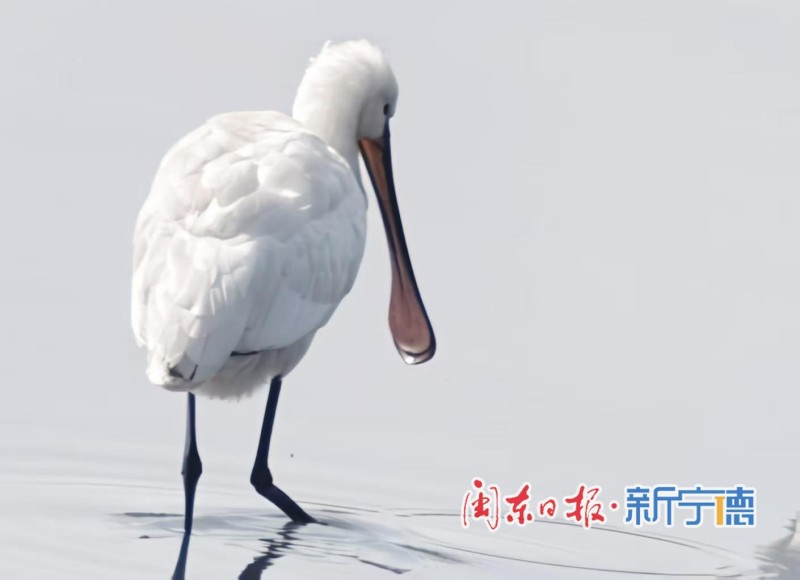 近日，宁德东湖湿地迎来一批“稀客”——多只黑脸琵鹭在此栖息、觅食。