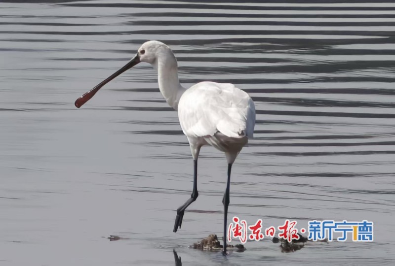 近日，宁德东湖湿地迎来一批“稀客”——多只黑脸琵鹭在此栖息、觅食。