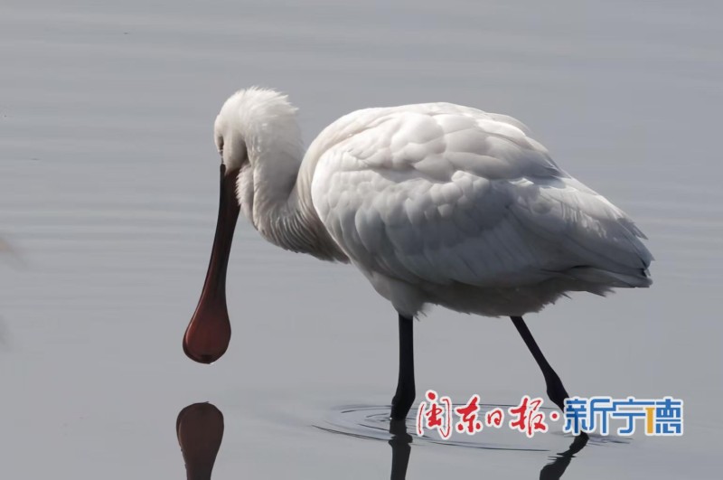 近日，宁德东湖湿地迎来一批“稀客”——多只黑脸琵鹭在此栖息、觅食。