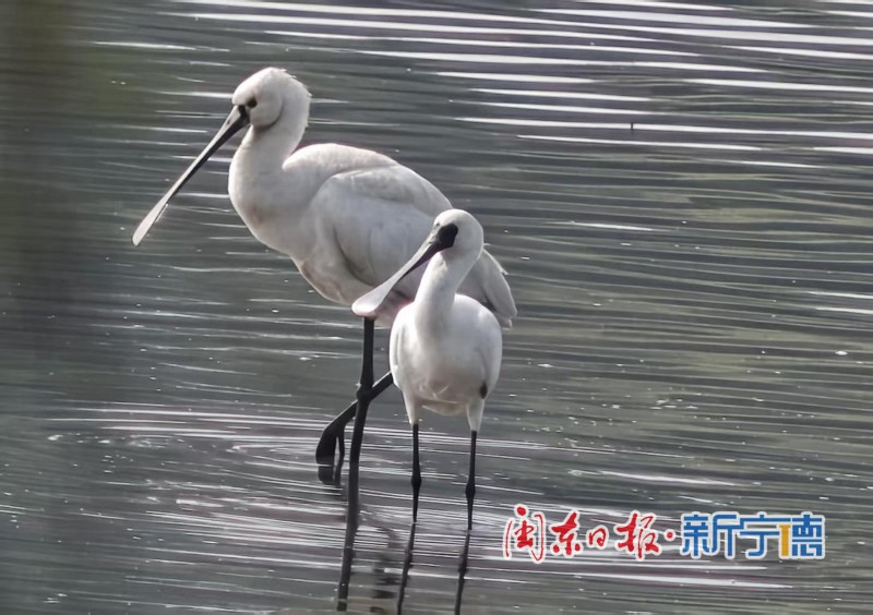 近日，宁德东湖湿地迎来一批“稀客”——多只黑脸琵鹭在此栖息、觅食。