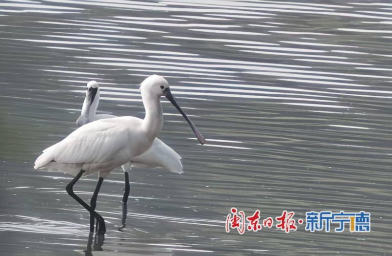 近日，宁德东湖湿地迎来一批“稀客”——多只黑脸琵鹭在此栖息、觅食。