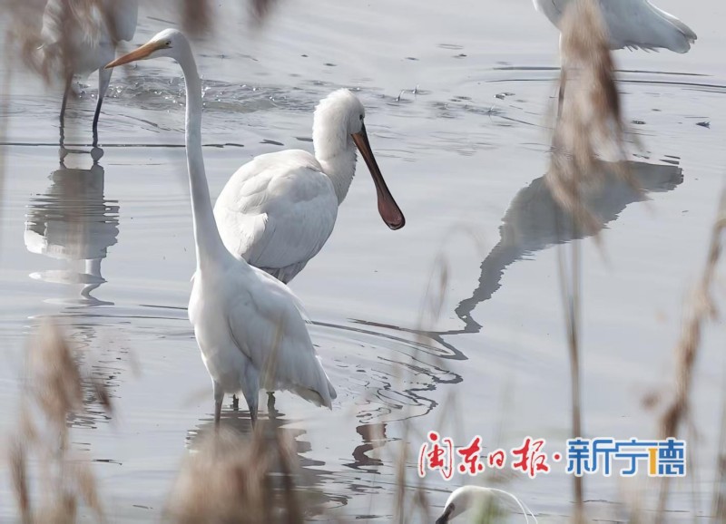 近日，宁德东湖湿地迎来一批“稀客”——多只黑脸琵鹭在此栖息、觅食。