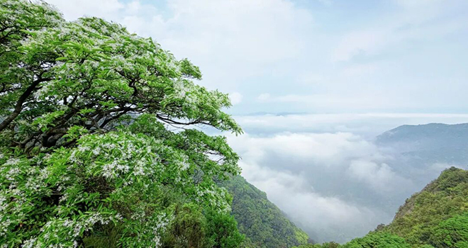 绝美！鼓岭百年流苏开了！曾被“雪藏”了百年