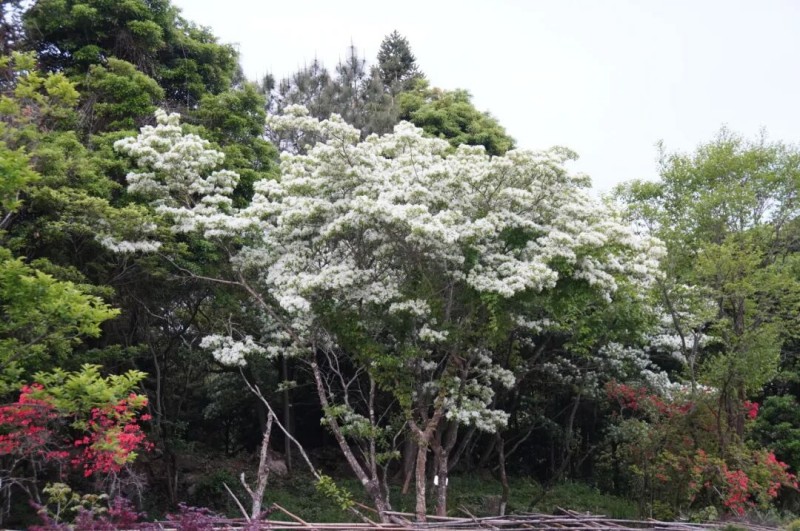 福州鼓岭柱里景区停车场。兰子 摄