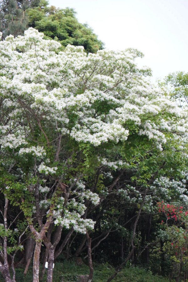 福州鼓岭柱里景区停车场。兰子 摄