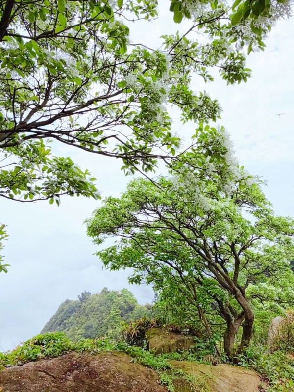 福州鼓岭柱里景区流苏径。兰子 摄