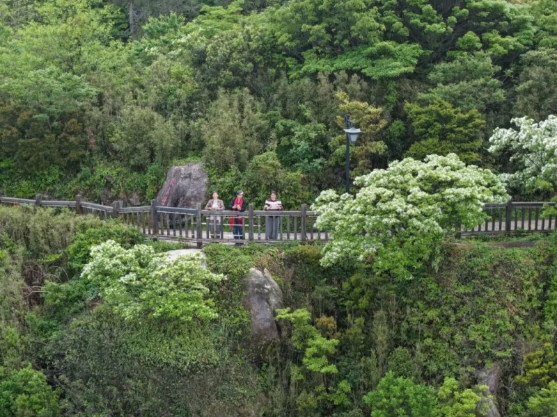 福州鼓岭柱里景区流苏径。兰子 摄