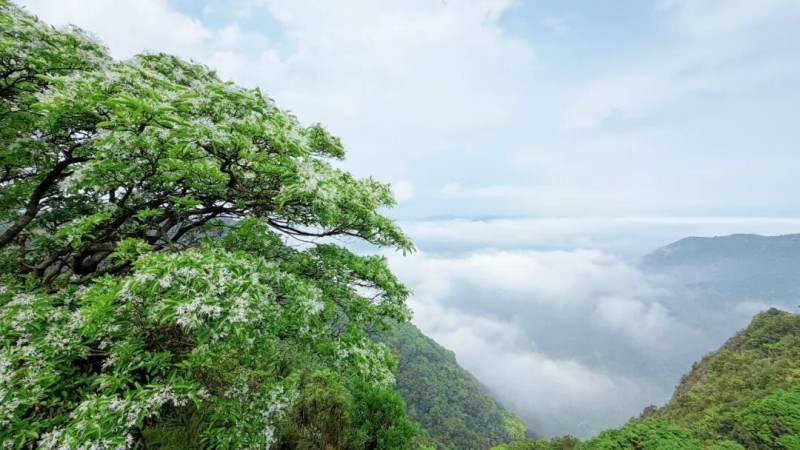 福州鼓岭柱里景区流苏径。兰子 摄