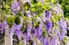 福建廈門：藍花藤迎盛花期 “花瀑”綿延數十米