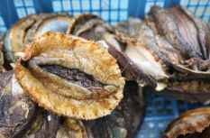 福建連江→山東榮成，鮑魚北上度夏