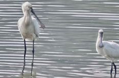 寧德東湖濕地迎來“鳥中大熊貓”黑臉琶鷺