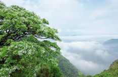 絕美！鼓嶺百年流蘇開了！曾被“雪藏”了百年