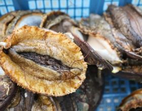 福建连江→山东荣成，鲍鱼北上度夏