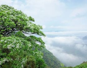 绝美！鼓岭百年流苏开了！曾被“雪藏”了百年