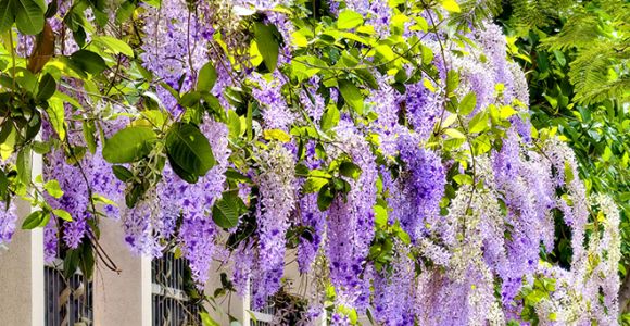 福建厦门：蓝花藤迎盛花期 “花瀑”绵延数十米