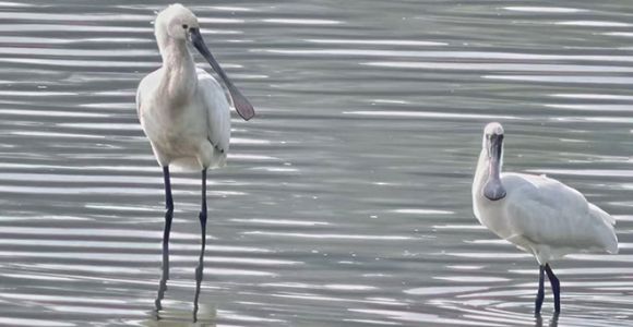 宁德东湖湿地迎来“鸟中大熊猫”黑脸琶鹭