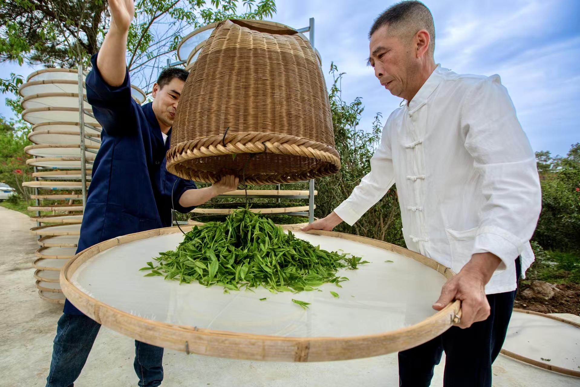茶脉宁德丨天山茶与宁德历史文化名城的千年共生