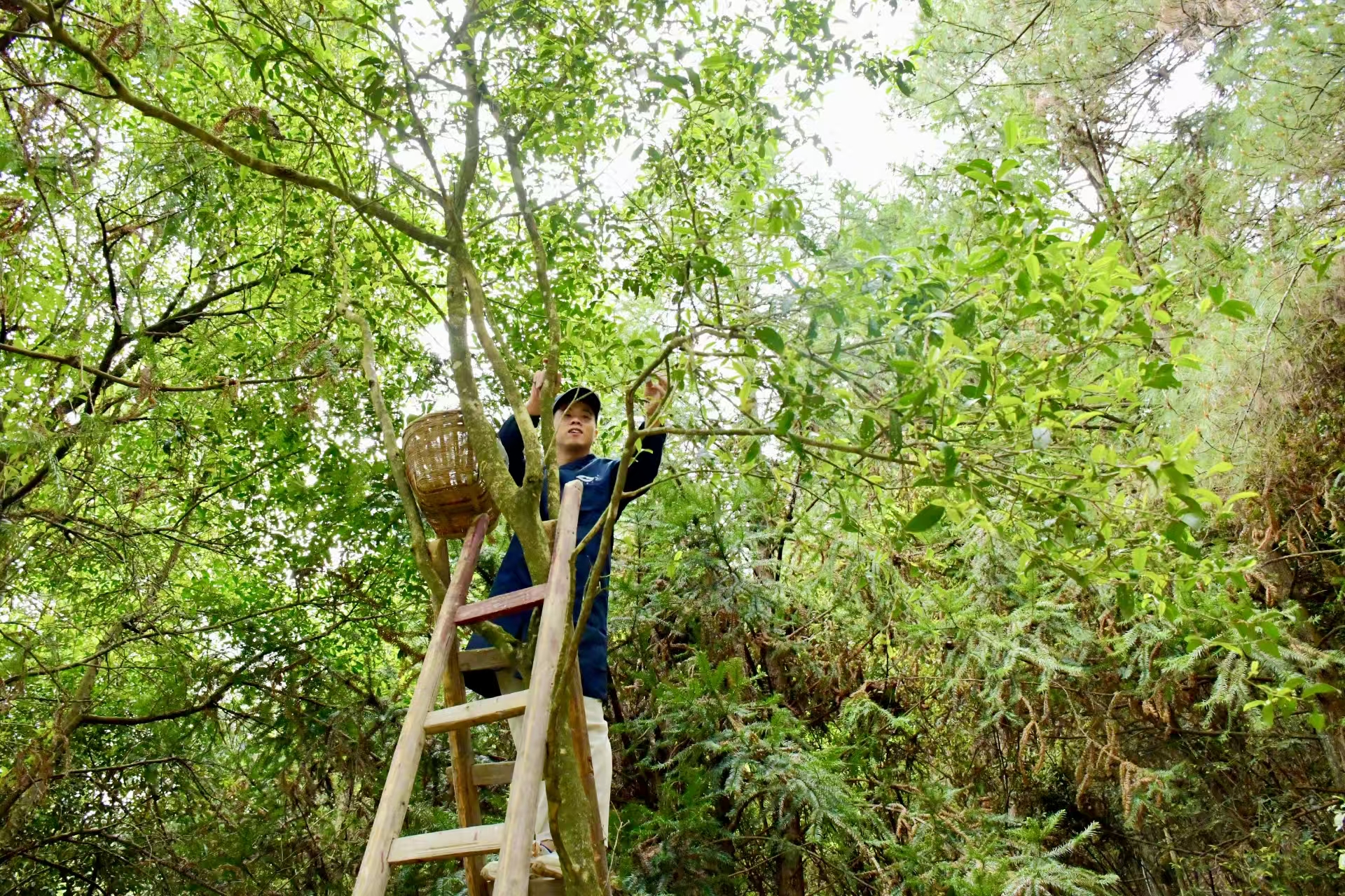 茶脉宁德丨天山茶与宁德历史文化名城的千年共生